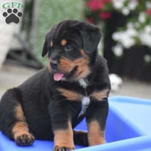 Aurora, Bernese Mountain Dog Mix Puppy